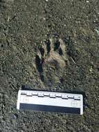 Image of California Raccoon