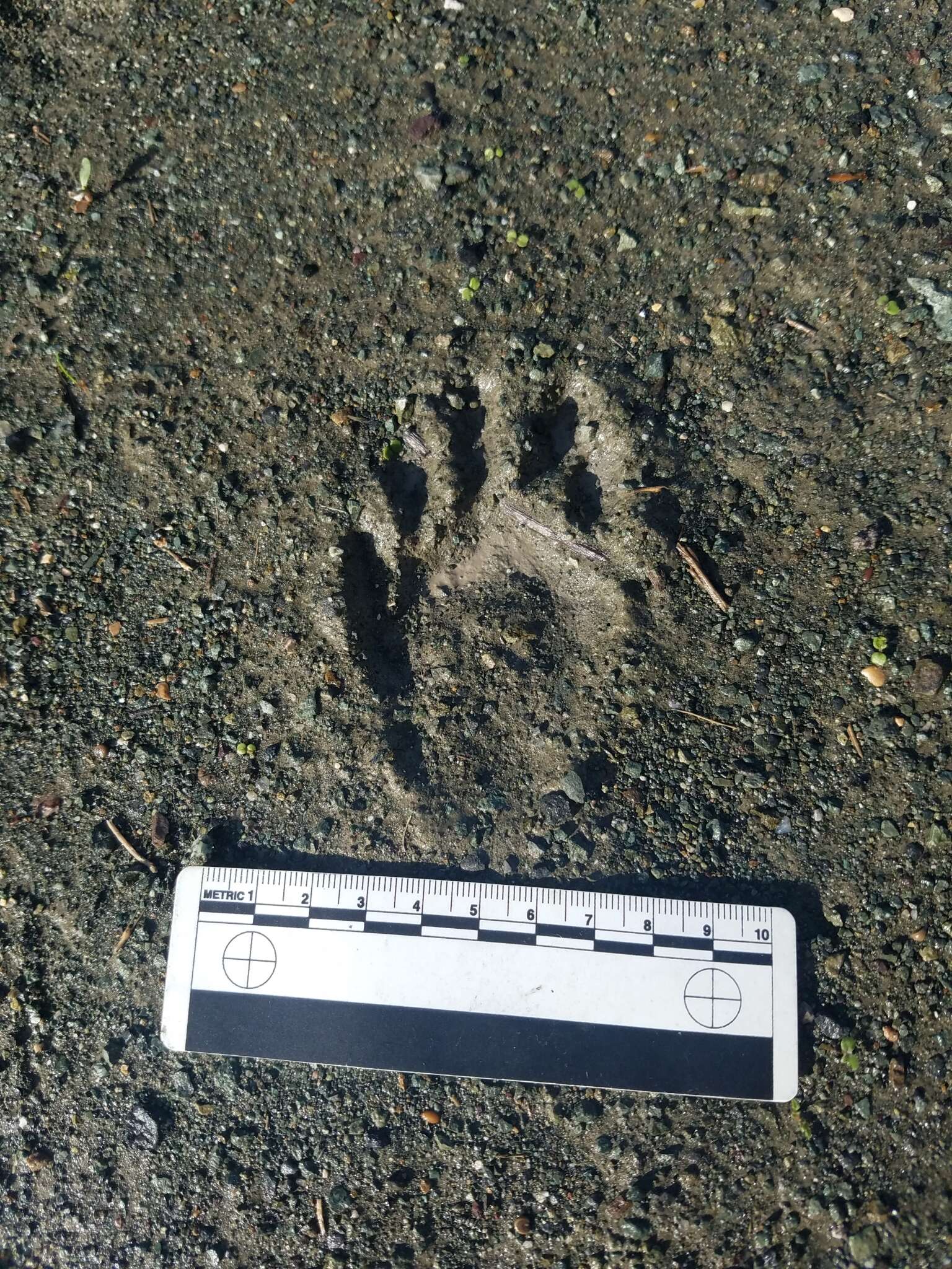 Image of California Raccoon