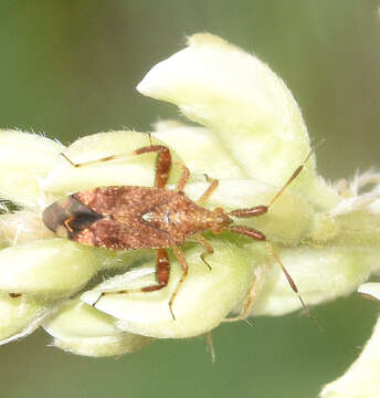 Image of Clouded plant bug