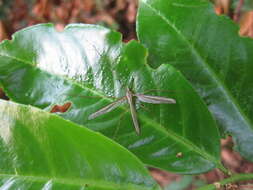 Image of Marsh crane fly