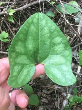 Imagem de Hexastylis arifolia var. ruthii (Ashe) H. L. Blomq.