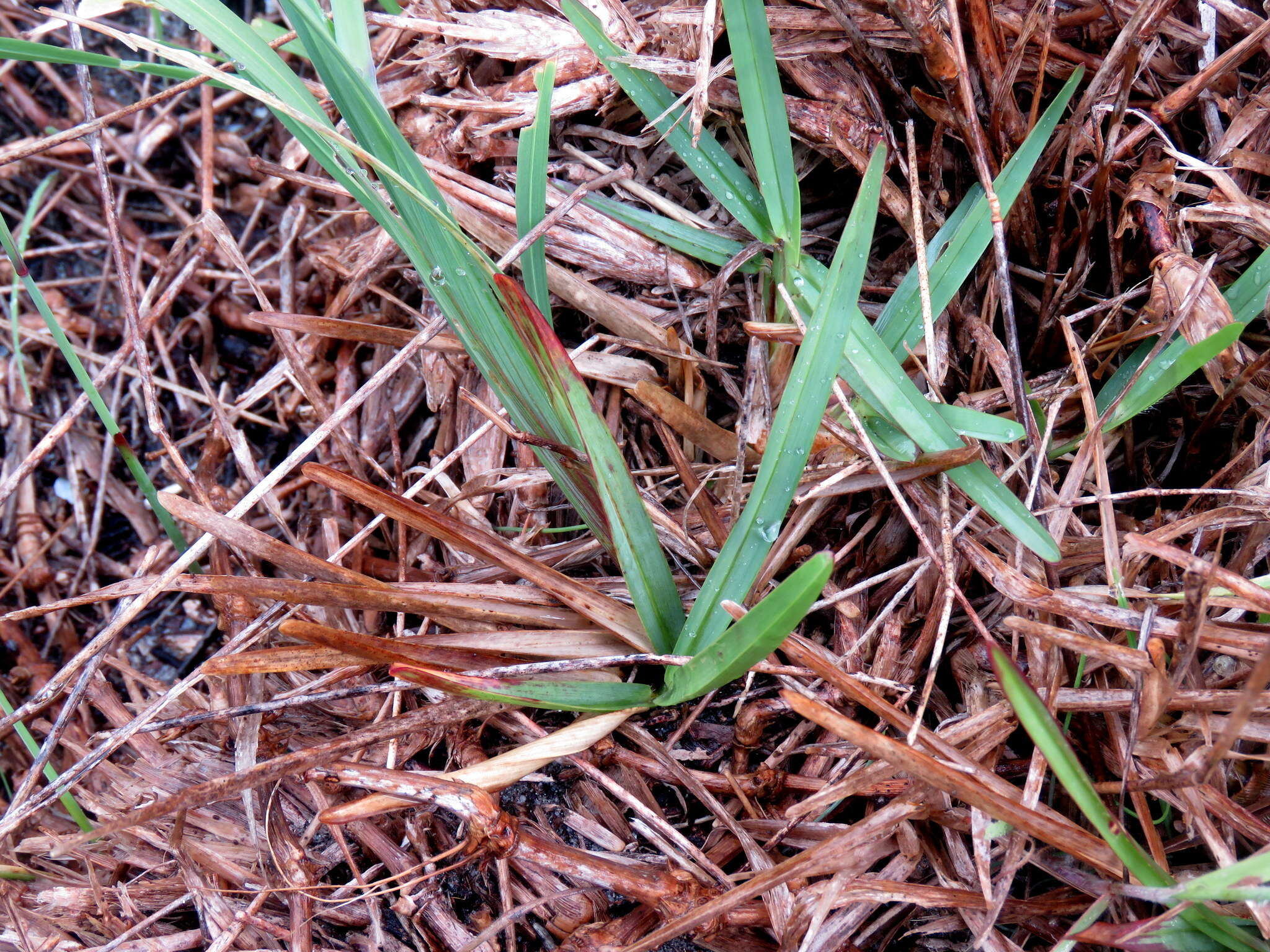 Plancia ëd Gladiolus cunonius (L.) Gaertn.