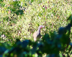 Image of White-bellied Chachalaca