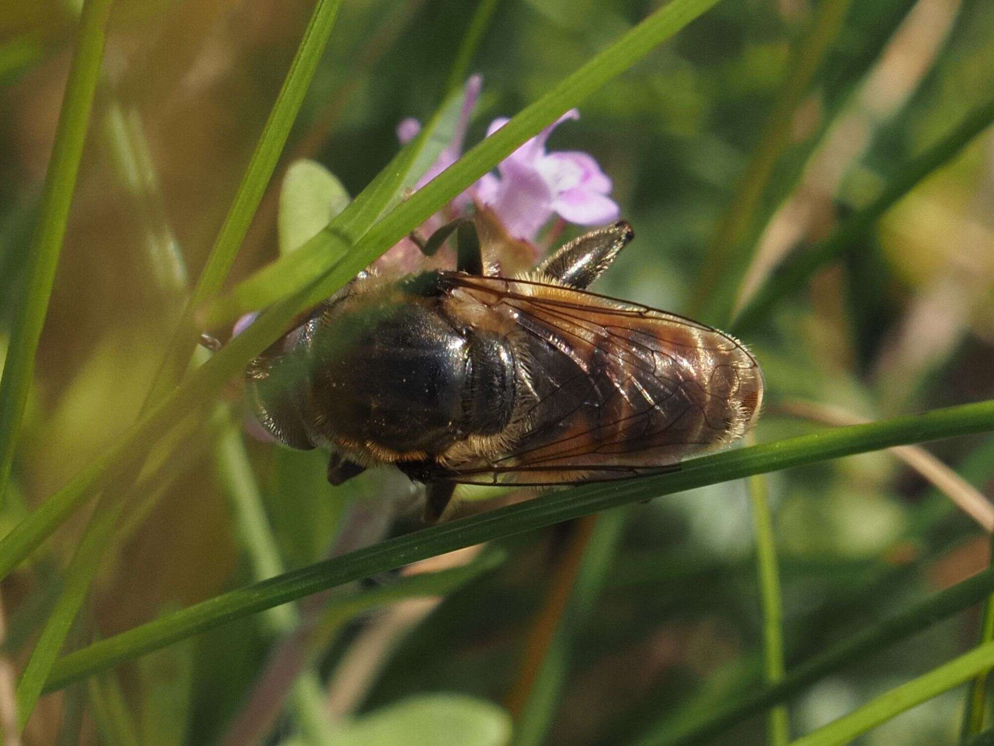 Imagem de Merodon albifrons Meigen 1822