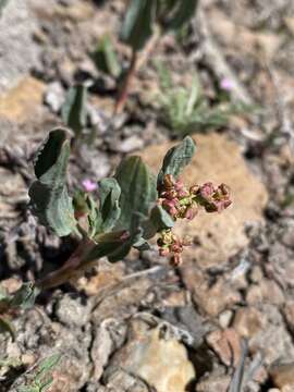 Rumex salicifolius var. lacustris (E. Greene) J. C. Hickman resmi