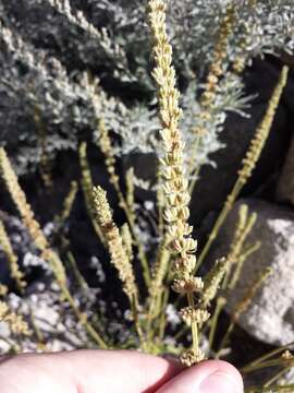 Image of white giant hyssop