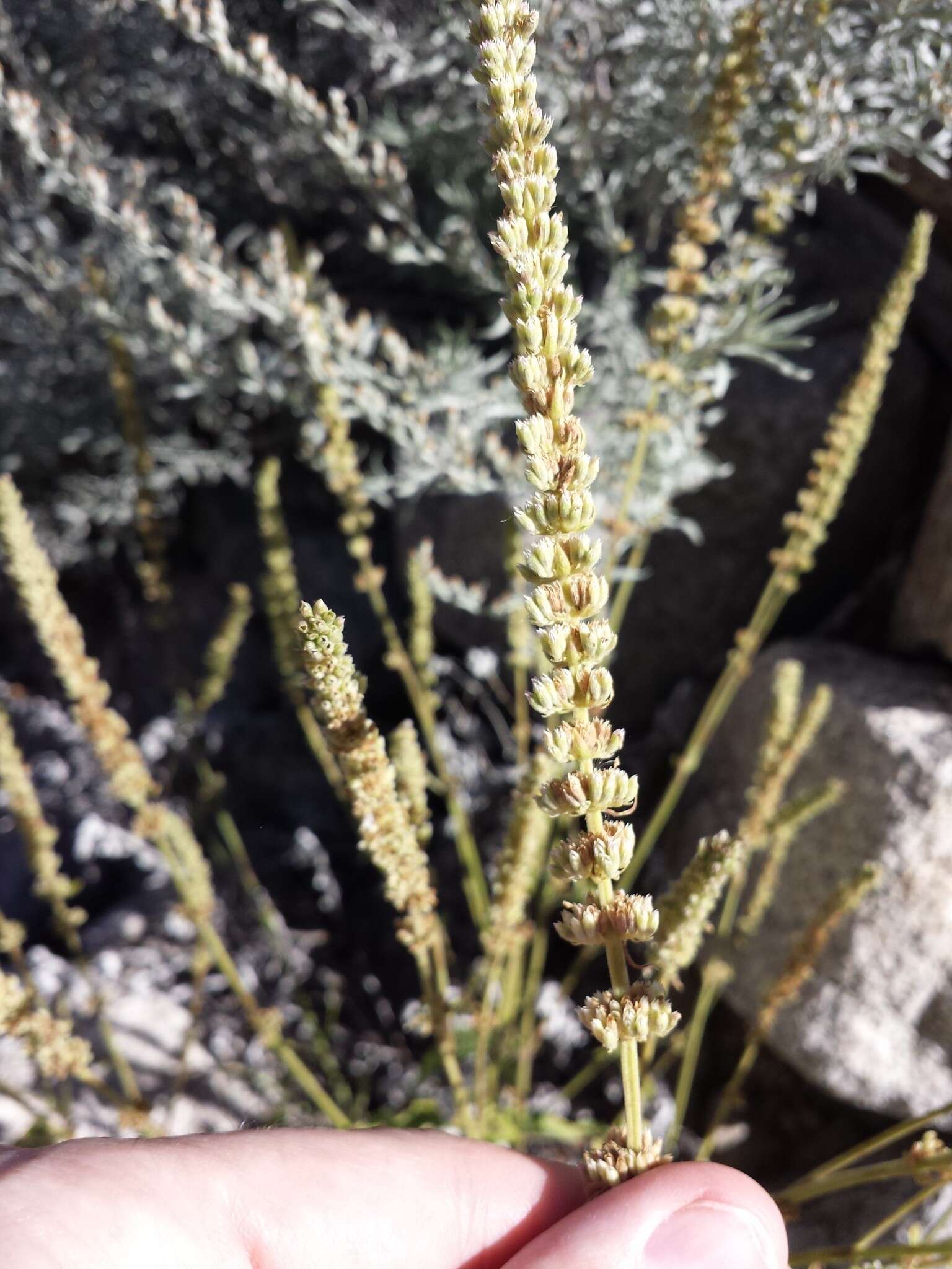 Image of Agastache micrantha var. micrantha