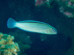 Image of Disco Blenny