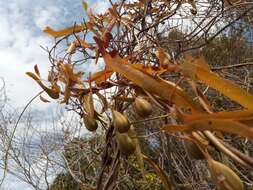 Image de Aristolochia albida Duch.