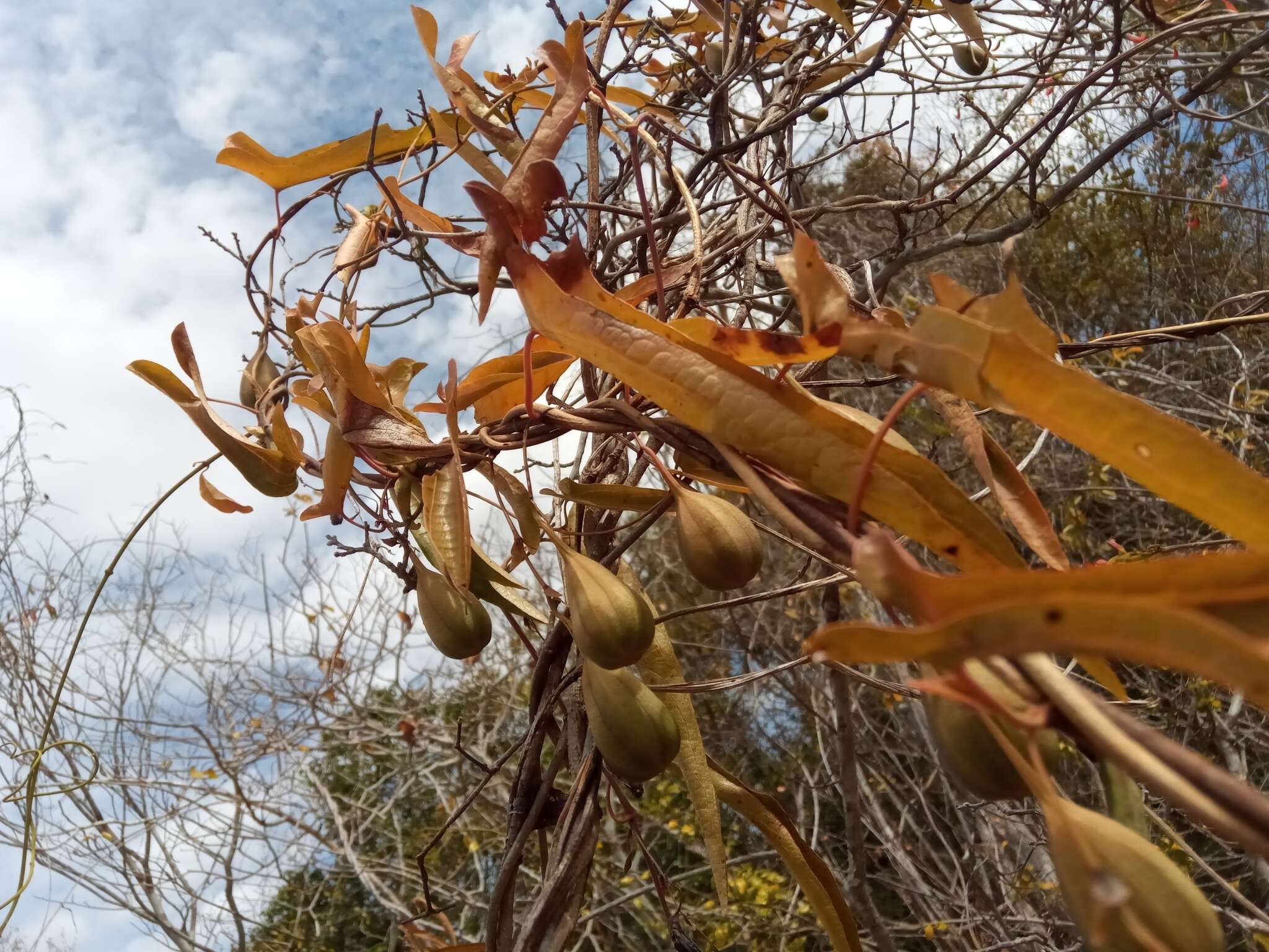 Image de Aristolochia albida Duch.