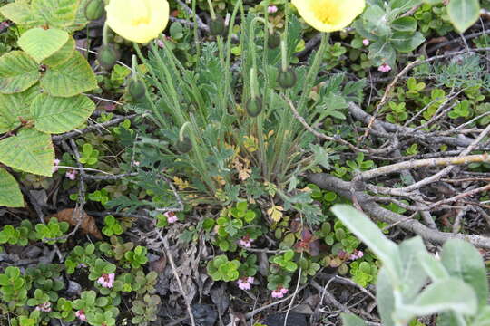 Image of Papaver angustifolium A. Tolmatch.