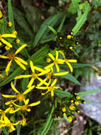 Image of Senecio morrisonensis var. dentatus Kitam.