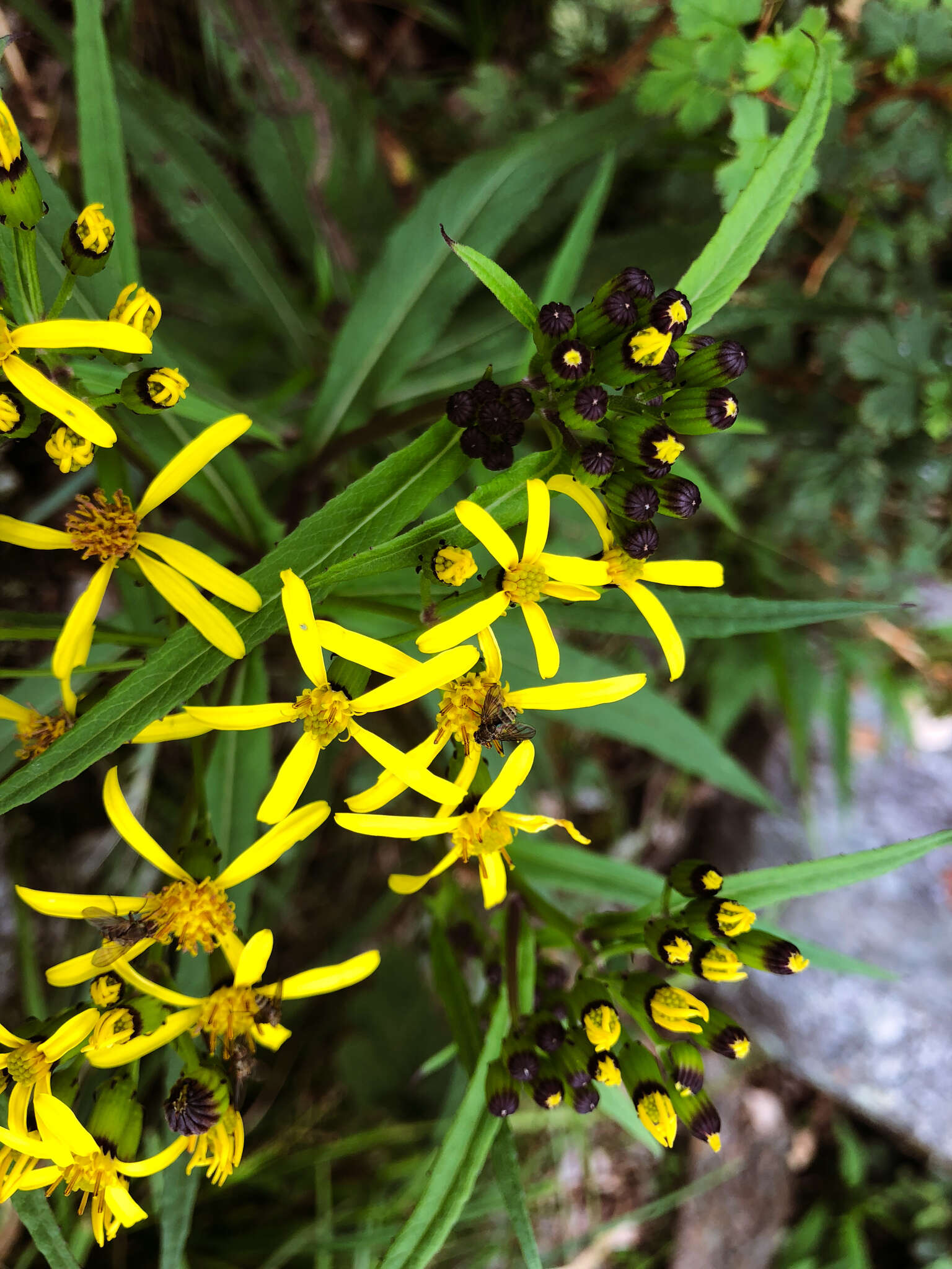 Plancia ëd Senecio morrisonensis var. dentatus Kitam.