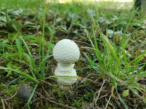 Image de Amanita multisquamosa Peck 1901