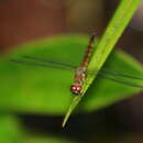 Image of Orchithemis xanthosoma Laidlaw 1911