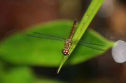 Imagem de Orchithemis xanthosoma Laidlaw 1911