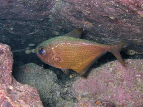 Image of Pempheris rhomboidea Kossmann & Räuber 1877