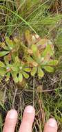 Imagem de <i>Drosera ericgreenii</i> A. Fleischm., R. P. Gibson & Rivadavia