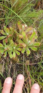 Image of <i>Drosera ericgreenii</i> A. Fleischm., R. P. Gibson & Rivadavia