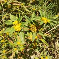 Image of clustered yellowtops