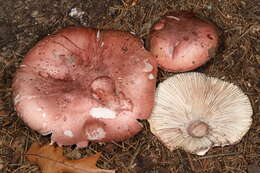 Image of Hygrophorus russula (Schaeff. ex Fr.) Kauffman 1918