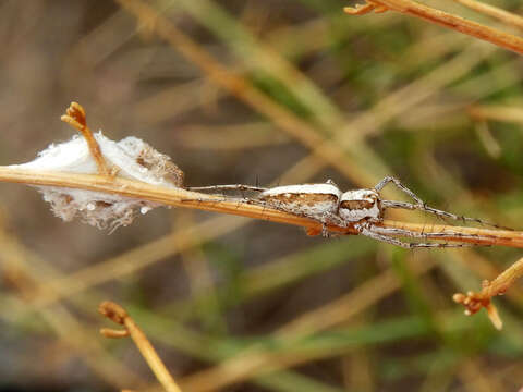 Image of Oxyopes tridens Brady 1964