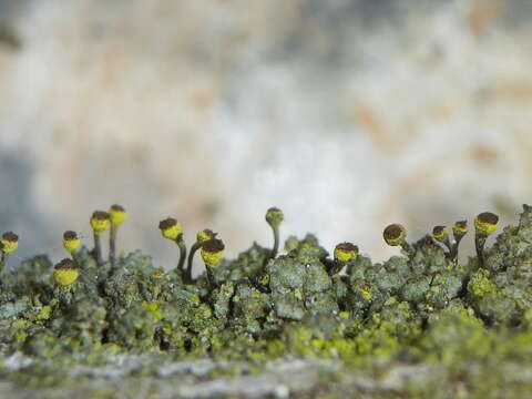 Image of needle lichen