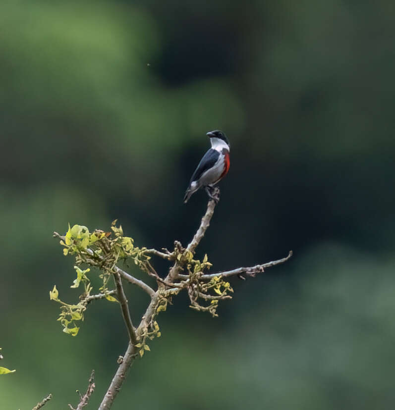 Image of Black-belted Flowerpecker