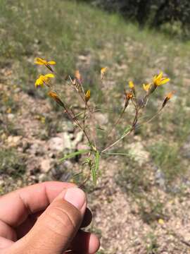 Image of fivebract chinchweed