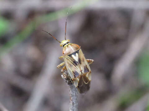 Lygus gemellatus (Herrich-Schaeffer 1835) resmi