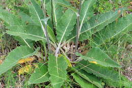 Image of nettle-leaf mullein