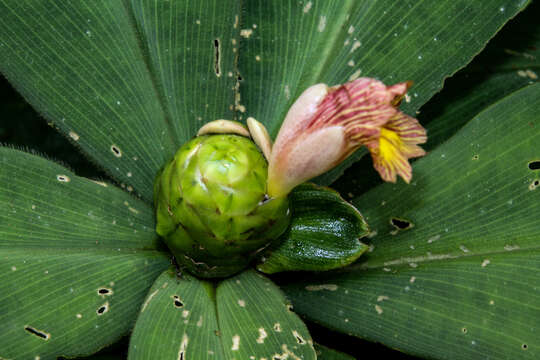 Image of stepladder ginger