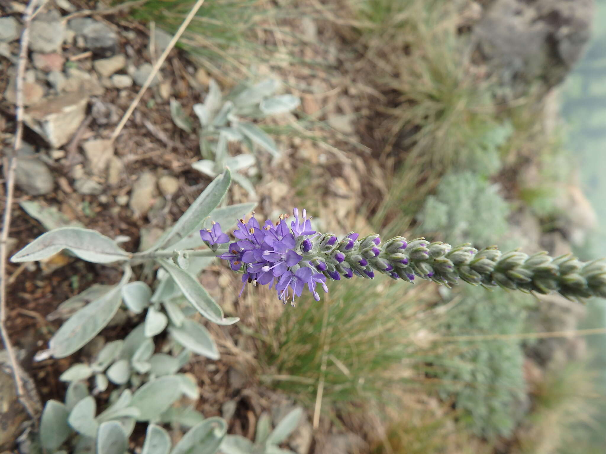 Image of Veronica incana L.