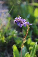 Image of Wulfenia