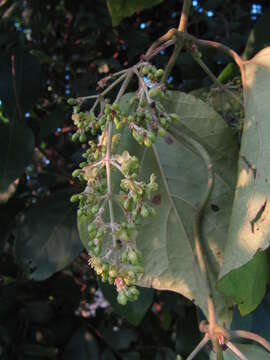 Image of Aspidopterys cordata (Heyne ex Wall.) A. Juss.