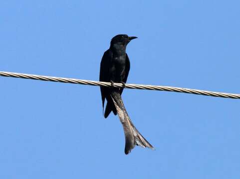 Image of Fork-tailed Drongo-Cuckoo