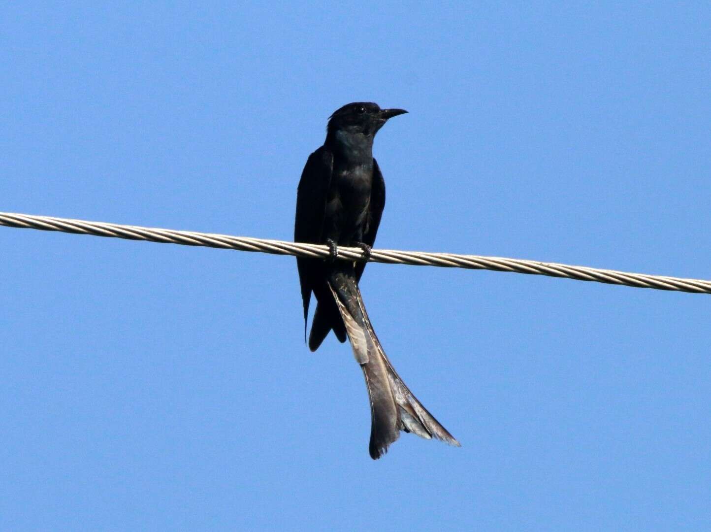 Image of Fork-tailed Drongo-Cuckoo