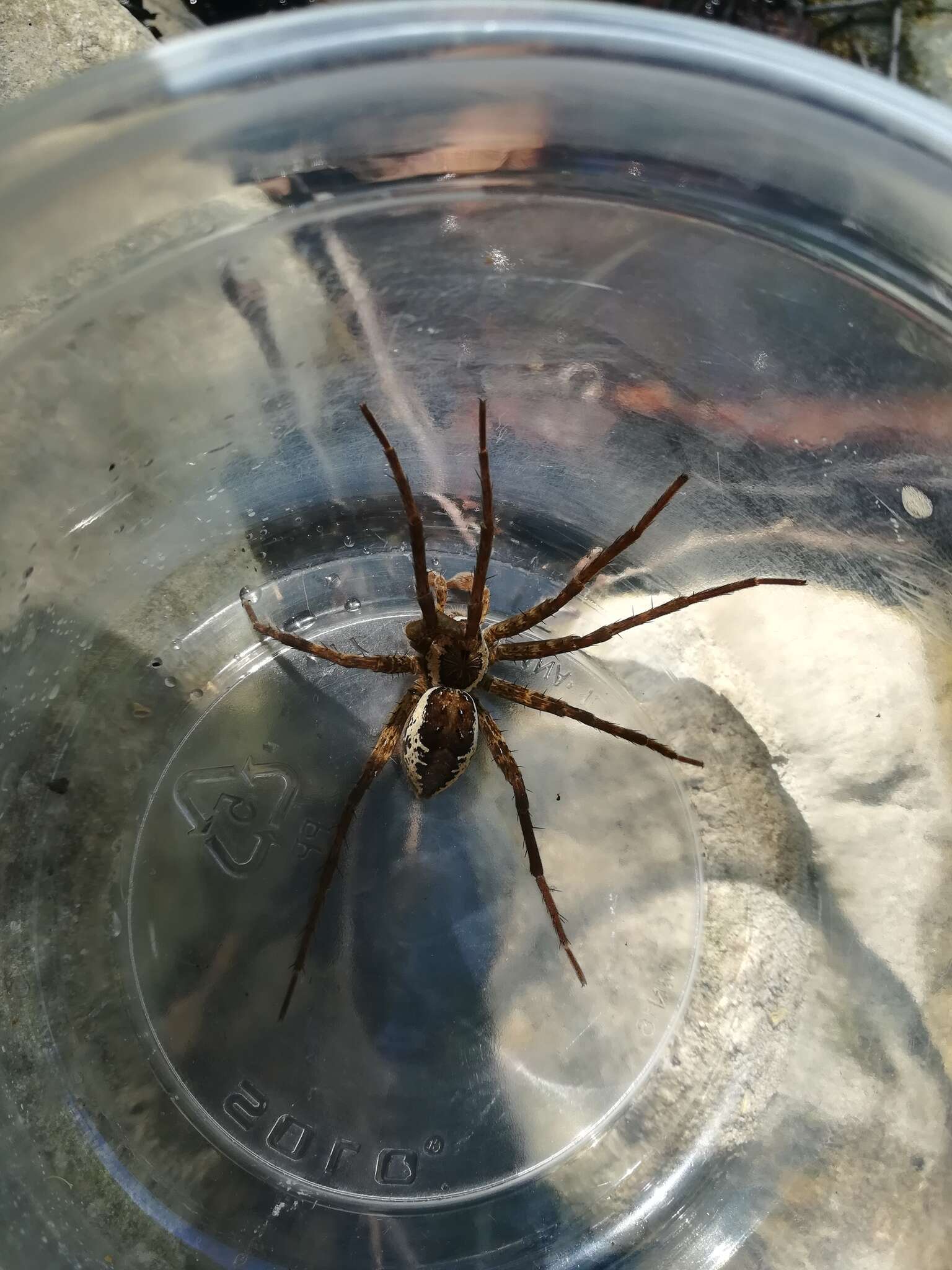 Plancia ëd Dolomedes holti Carico 1973