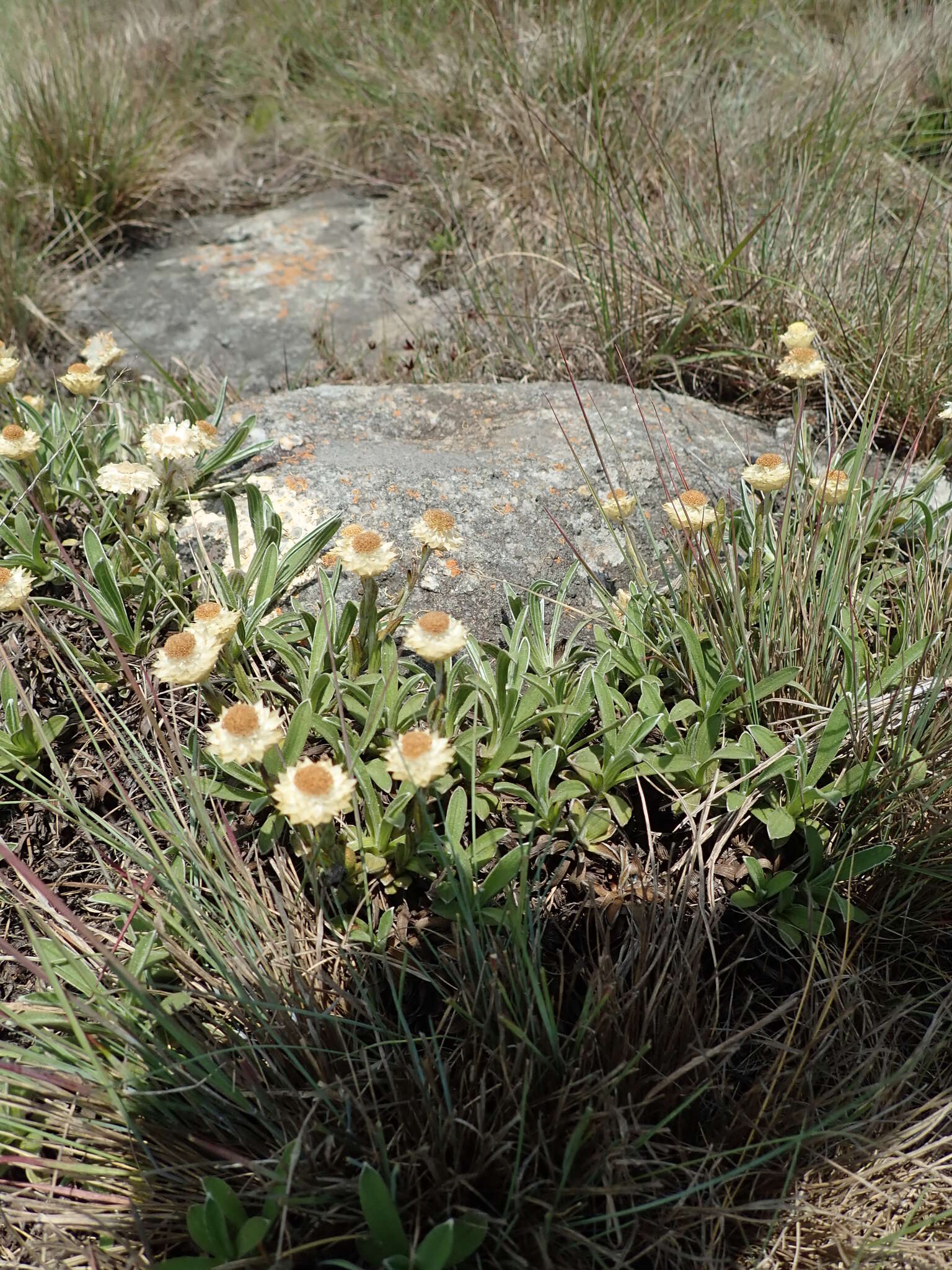 Image of Dwarf Everlasting