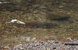 Image of Coho Salmon