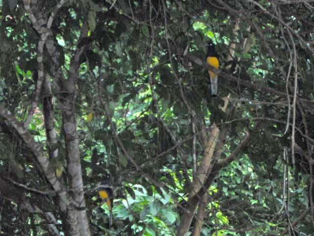 Plancia ëd Trogon chionurus Sclater, PL & Salvin 1871