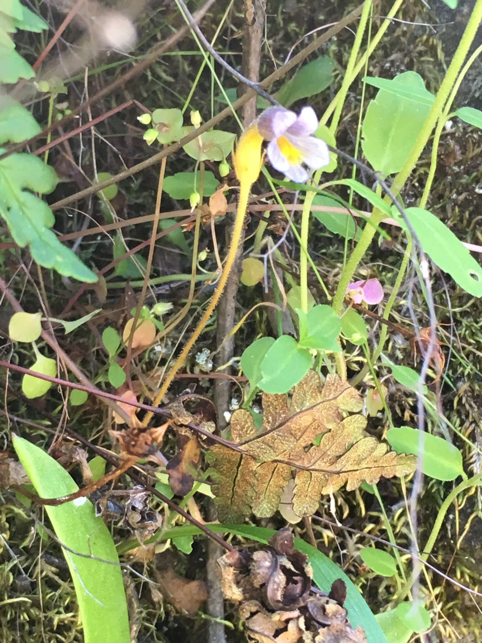 صورة Aphyllon purpureum (A. Heller) J. Holub