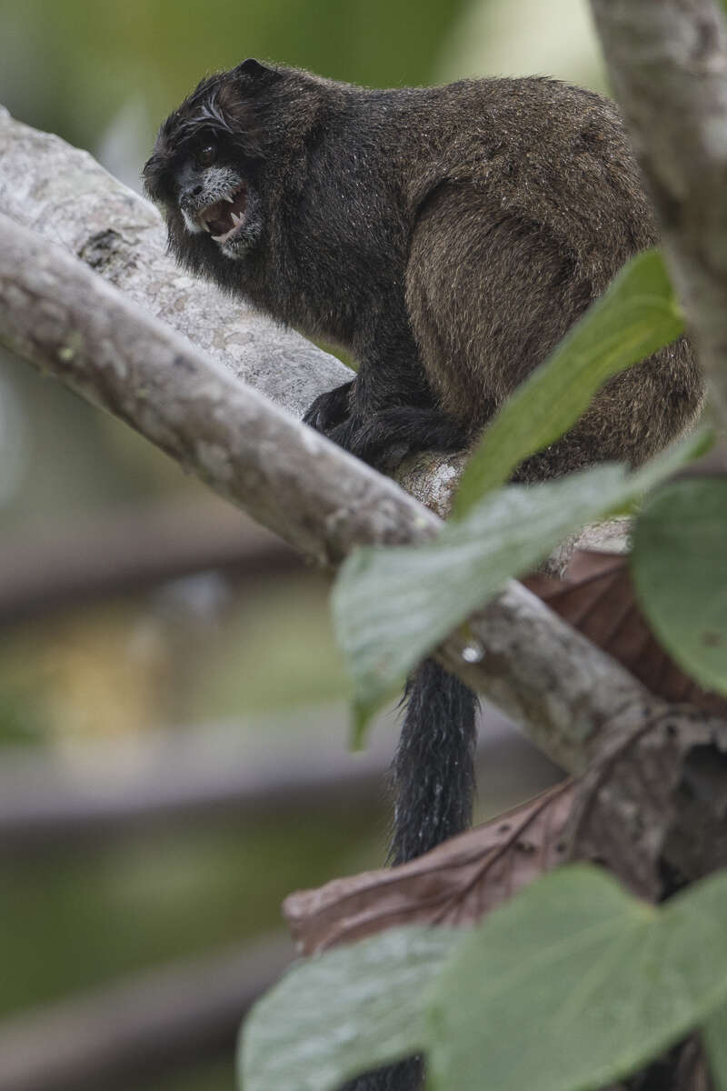 Image of Black-mantled tamarin