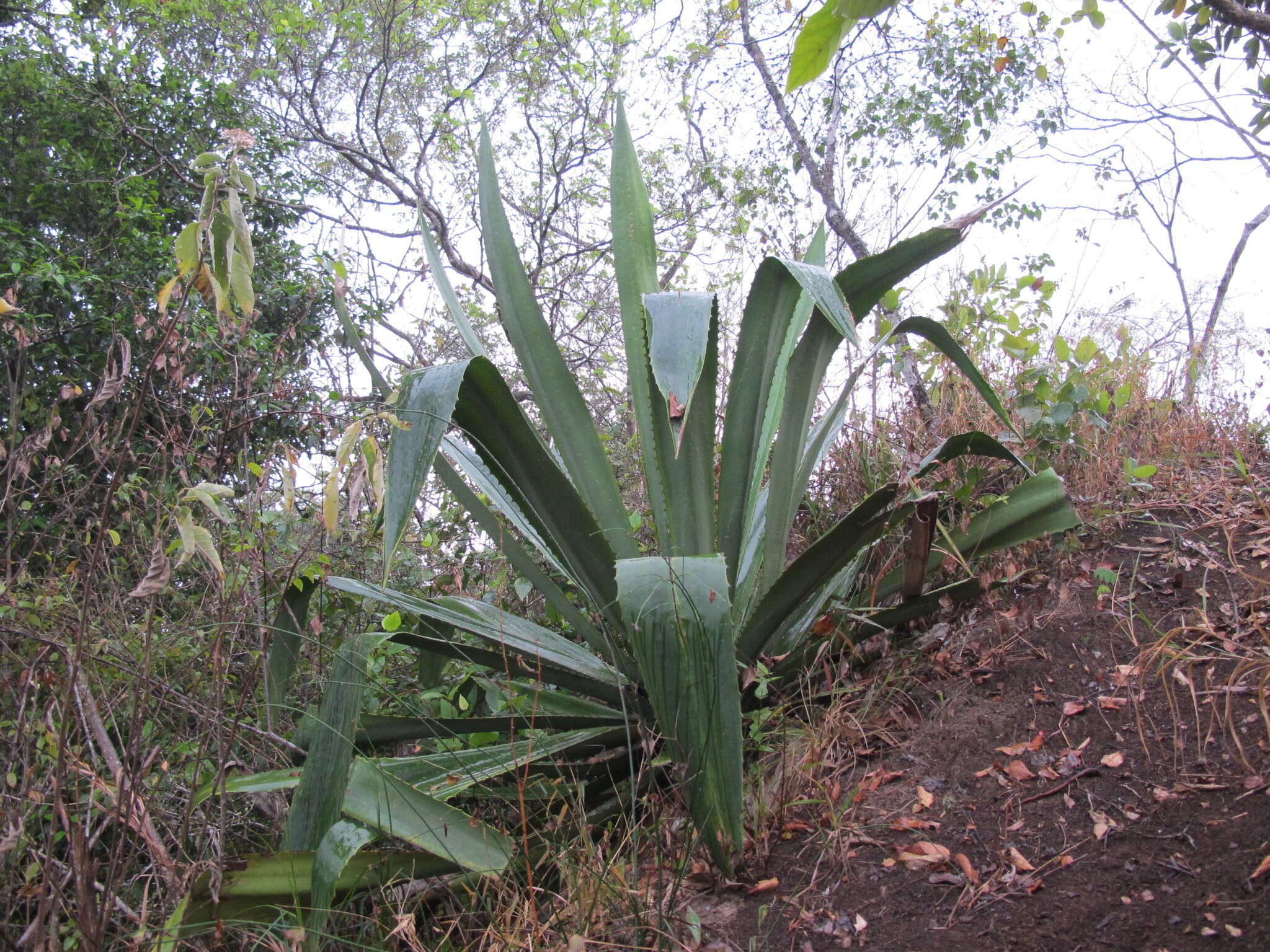 Furcraea guatemalensis Trel.的圖片