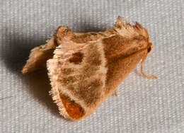 Image of Shagreened Slug Moth