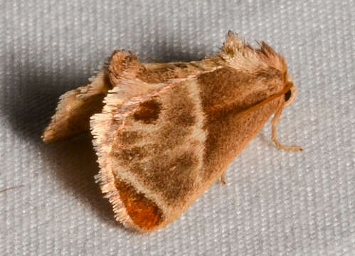 Image of Shagreened Slug Moth