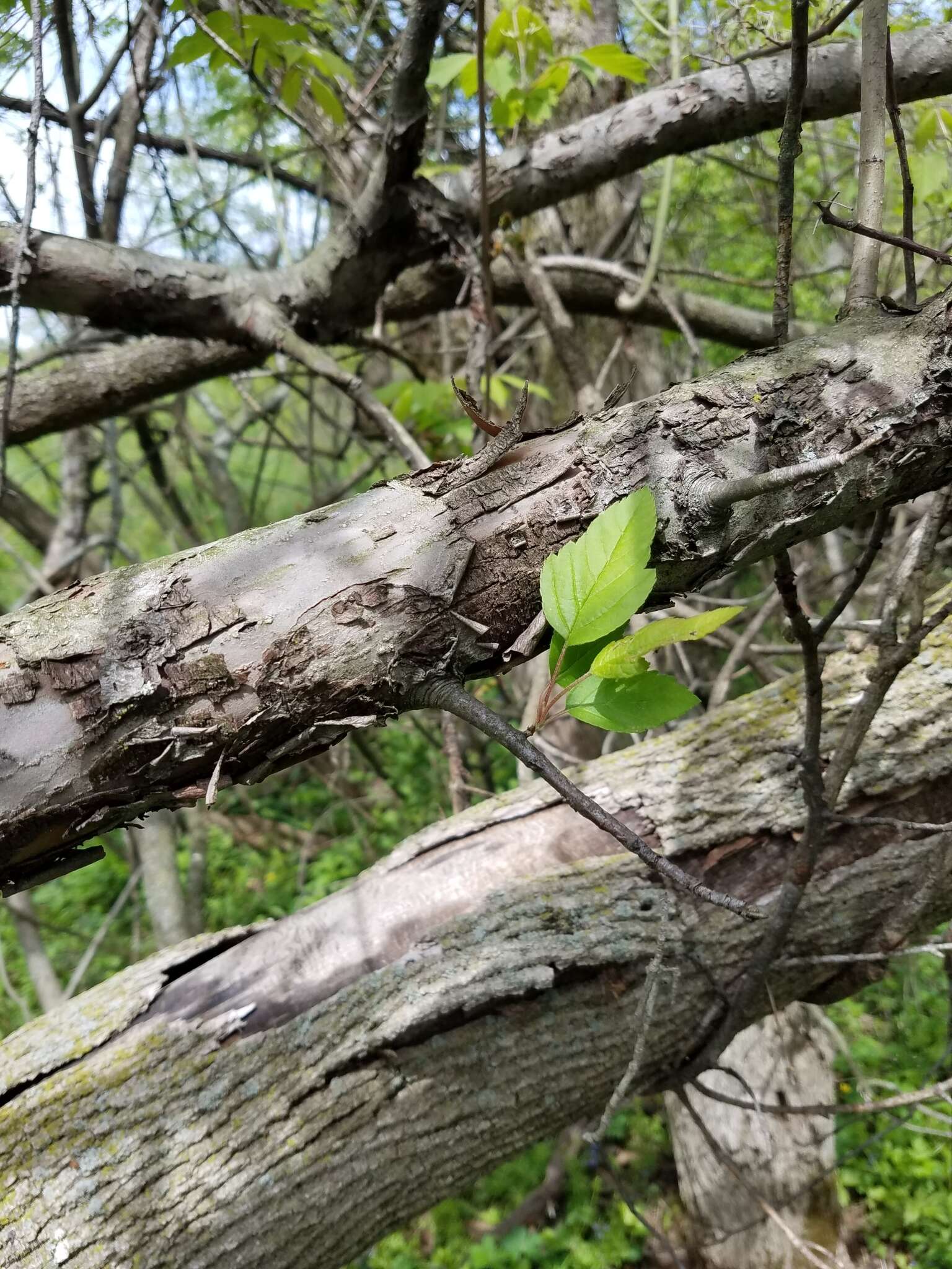 Image of prairie crab apple