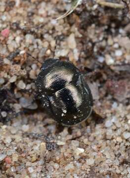 Image of <i>Thyreocoris scarabaeoides</i>