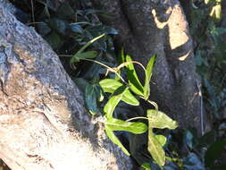 Image of Aristolochia macroura Gomez