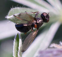 Curranops apicalis (Cole & Lovett 1921)的圖片